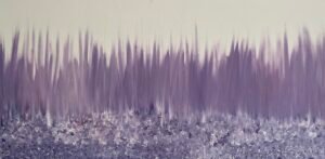 LAVANDA